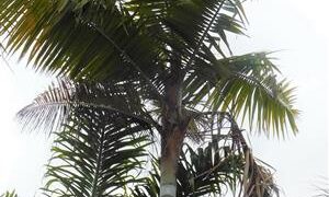 DYPSIS LEPTOCHEILOS THE TEDDY BEAR PALM