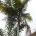 DYPSIS LEPTOCHEILOS THE TEDDY BEAR PALM