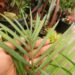 DYPSIS ONILAHENSIS HYBRID COULD END UP BEINGSINGLE TRUNK OR A SUCKERING PALM