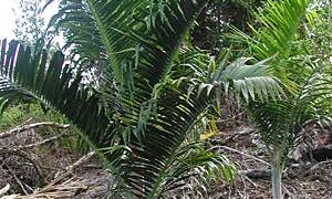 DYPSIS PEMBANA SINGLE TRUNK OR SUCKERING NATIVE TO PEMBA ISLAND