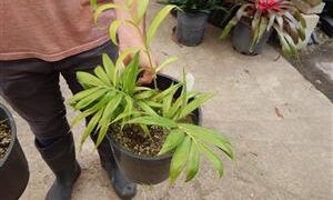 DYPSIS PRESTONIANA VERY RARE SINGLE TRUNK PALM FROM MADAGASCAR