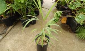 DYPSIS SAINTELUCEI SINGLE TRUNK – WHITE CROWN SHAFTNATIVE TO MADAGASCAR