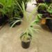 DYPSIS SAINTELUCEI SINGLE TRUNK – WHITE CROWN SHAFTNATIVE TO MADAGASCAR