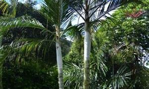 DYPSIS SPECIES BEF SINGLE TRUNK PINNATE PALM FROM MADAGASCAR