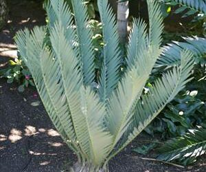 ENCEPHALARTOS MIDDELBURGENSIS VERY SOUGHT AFTER BLUE SOUTH AFRICAN CYCAD
