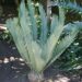 ENCEPHALARTOS MIDDELBURGENSIS VERY SOUGHT AFTER BLUE SOUTH AFRICAN CYCAD