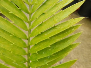 ENCEPHALARTOS AEMULANS GREEN, RARE CYCAD FROM SOUTH AFRICA