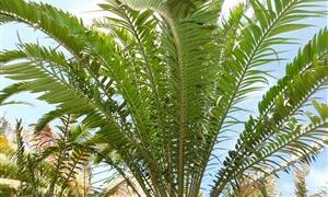 ENCEPHALARTOS AEMULANS GREEN, RARE CYCAD FROM SOUTH AFRICA