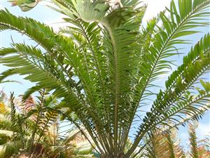 ENCEPHALARTOS AEMULANS GREEN, RARE CYCAD FROM SOUTH AFRICA