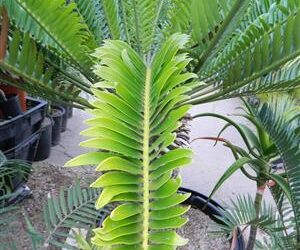 ENCEPHALARTOS ALTENSTEINII LARGER GREEN CYCAD FROM SO AFRICA