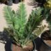 ENCEPHALARTOS CERINUS DWARF SOUTH AFRICAN SPECIES