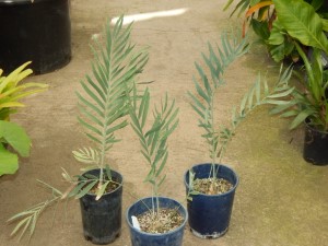 ENCEPHALARTOS EUGENE-MARAISII EXTREMELY ATTRACTIVE BLUE TRANSVAAL CYCAD