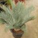 ENCEPHALARTOS LEHMANNII RARE BLUE SOUTH AFRICAN CYCAD FOR FULL COASTAL SUN