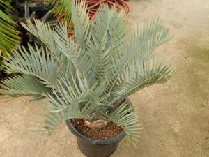 ENCEPHALARTOS LEHMANNII RARE BLUE SOUTH AFRICAN CYCAD FOR FULL COASTAL SUN