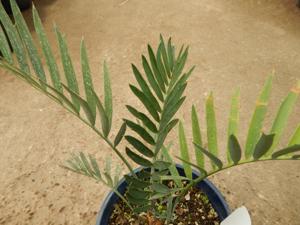 ENCEPHALARTOS LEHMANNII RARE BLUE SOUTH AFRICAN CYCAD FOR FULL COASTAL SUN