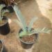 ENCEPHALARTOS LEHMANNII RARE BLUE SOUTH AFRICAN CYCAD FOR FULL COASTAL SUN