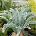 ENCEPHALARTOS LEHMANNII RARE BLUE SOUTH AFRICAN CYCAD FOR FULL COASTAL SUN OFFERING OF SIXTY YEAR OLD SPECIMEN CYCAD