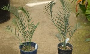 ENCEPHALARTOS LONGIFOLIUS X ENCEPHALARTOS LEHMANNII INTERESTING HYBRID OF TWO BLUE SOUTH AFRICAN CYCADS