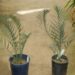 ENCEPHALARTOS LONGIFOLIUS X ENCEPHALARTOS LEHMANNII INTERESTING HYBRID OF TWO BLUE SOUTH AFRICAN CYCADS