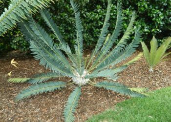 ENCEPHALARTOS MUNCHII A RARE CENTRAL AFRICAN CYCAD