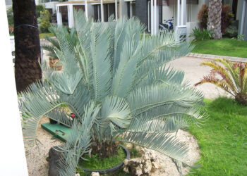 ENCEPHALARTOS NUBIMONTANUS SUPER RARE BLUE SOUTH AFRICAN CYCAD