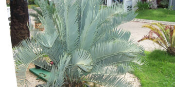 ENCEPHALARTOS NUBIMONTANUS SUPER RARE BLUE SOUTH AFRICAN CYCAD