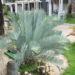 ENCEPHALARTOS NUBIMONTANUS SUPER RARE BLUE SOUTH AFRICAN CYCAD