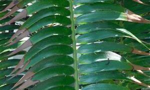 ENCEPHALARTOS PAUCIDENTATUS MEDIUM TO LARGE RARE SOUTH AFRICAN CYCAD