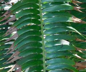 ENCEPHALARTOS PAUCIDENTATUS MEDIUM TO LARGE RARE SOUTH AFRICAN CYCAD