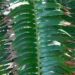 ENCEPHALARTOS PAUCIDENTATUS MEDIUM TO LARGE RARE SOUTH AFRICAN CYCAD