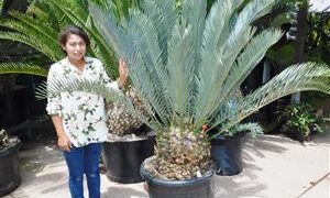 ENCEPHALARTOS PRINCEPS FABLOUS SUPER BLUE SOUTH AFRICAN CYCAD