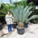 ENCEPHALARTOS PRINCEPS FABLOUS SUPER BLUE SOUTH AFRICAN CYCAD