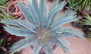 ENCEPHALARTOS LONGIFOLIUS X ENCEPHALARTOS PRINCEPS INTERESTING HYBRID OF TWO BLUE SOUTH AFRICAN CYCADS