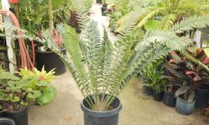 ENCEPHALARTOS TRANSVENOSUS LARGE SOUTH AFRICAN CYCAD SPECIES