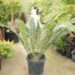 ENCEPHALARTOS TRANSVENOSUS LARGE SOUTH AFRICAN CYCAD SPECIES