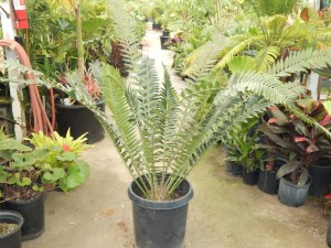 ENCEPHALARTOS TRANSVENOSUS LARGE SOUTH AFRICAN CYCAD SPECIES