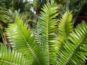 ENCEPHALARTOS TRANSVENOSUS LARGE SOUTH AFRICAN CYCAD SPECIES