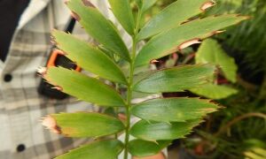 ENCEPHALARTOS TRANSVENOSUS LARGE SOUTH AFRICAN CYCAD SPECIES