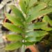 ENCEPHALARTOS TRANSVENOSUS LARGE SOUTH AFRICAN CYCAD SPECIES