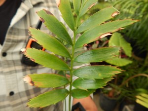 ENCEPHALARTOS TRANSVENOSUS LARGE SOUTH AFRICAN CYCAD SPECIES
