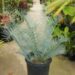 ENCEPHALARTOS TRISPINOSUS BLUE SOUTH AFRICAN CYCAD