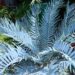 ENCEPHALARTOS TRISPINOSUS BLUE SOUTH AFRICAN CYCAD