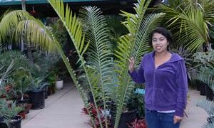 ENCEPHALARTOS WHITELOCKII