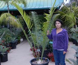 ENCEPHALARTOS WHITELOCKII