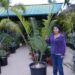 ENCEPHALARTOS WHITELOCKII