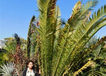 ENCEPHALARTOS WHITELOCKII LARGER CENTRAL AFRICAN CYCAD WITH LONG UPRIGHT LEAVES