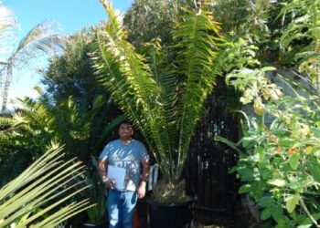 ASSORTED MATURE CONING SIZED CYCADS MANY SHOWN BELOW CAN TOLERATE SOME SHADE