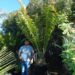 ASSORTED MATURE CONING SIZED CYCADS MANY SHOWN BELOW CAN TOLERATE SOME SHADE
