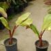 ENSETE VENTRICOSUM “MAURELII”THE RED BANANA