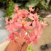 EPIDENDRON ORCHID PINK BLOSSOM
